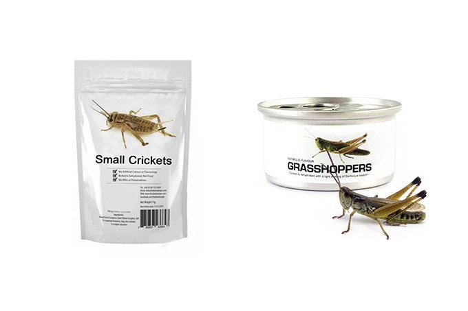 🦗 Ўзбекистонда чигиртка етиштирилмоқда