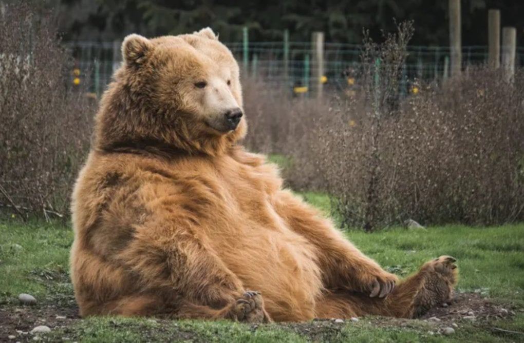 🐻 Novvoyxonaga bostirib kirgan ayiq qaytib keldi